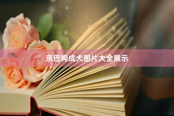 京巴狗成犬图片大全展示